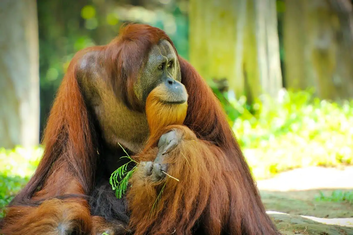 Close up of Orangutan sitting