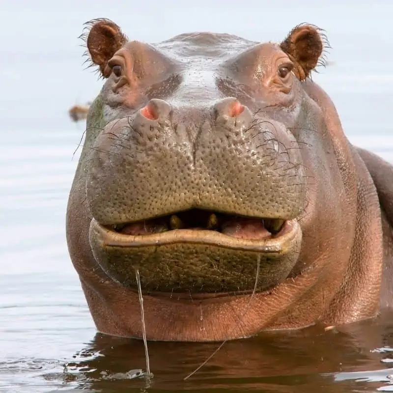 Close-up of cute hippo