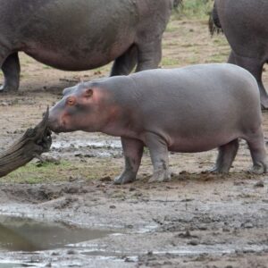 How Long Do Hippos Live? (Animal Life Cycles Explored)