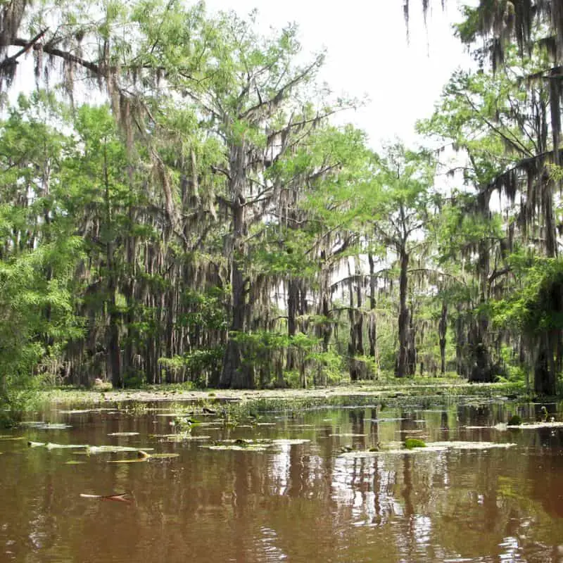 Cypress trees in Caddo lake