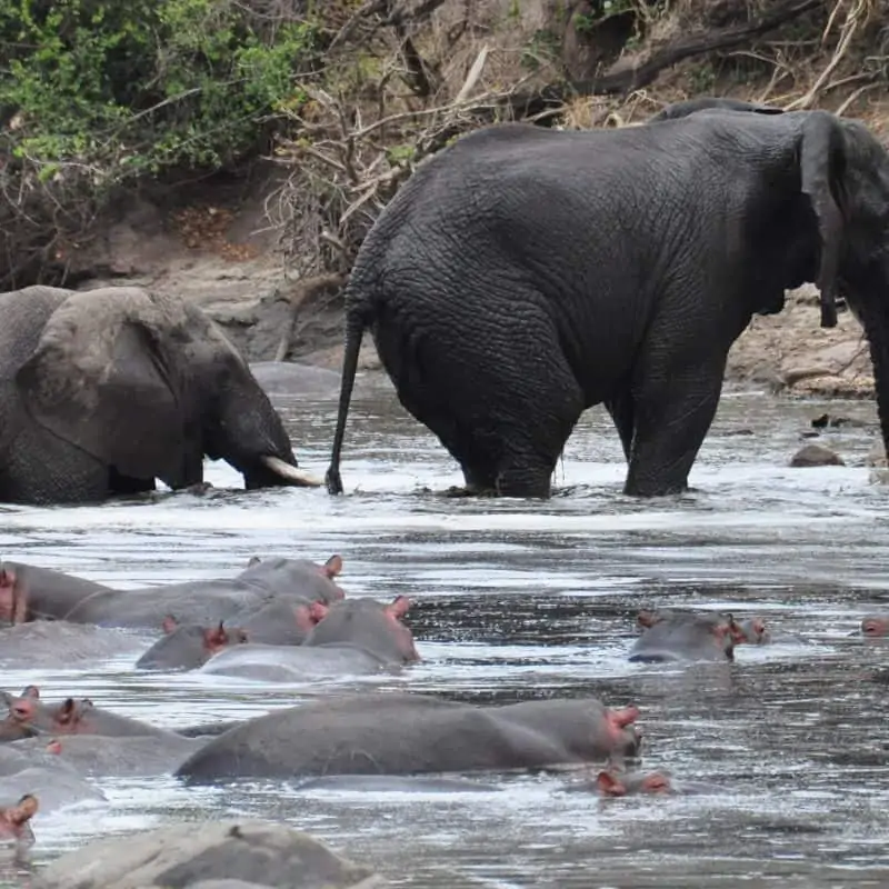 Elephants bathing with hippos emerged in water
