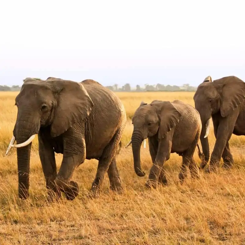 Family of elephants walking