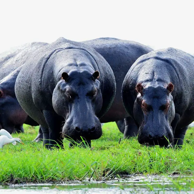 Family of hippos eating grass