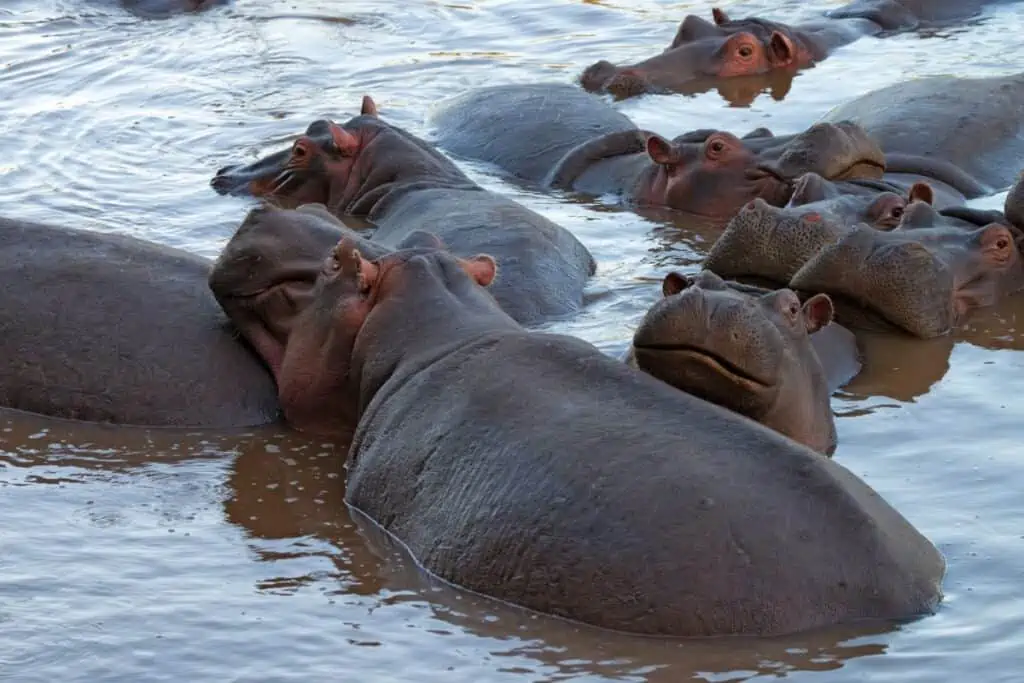 Family of hippos having a rest in river