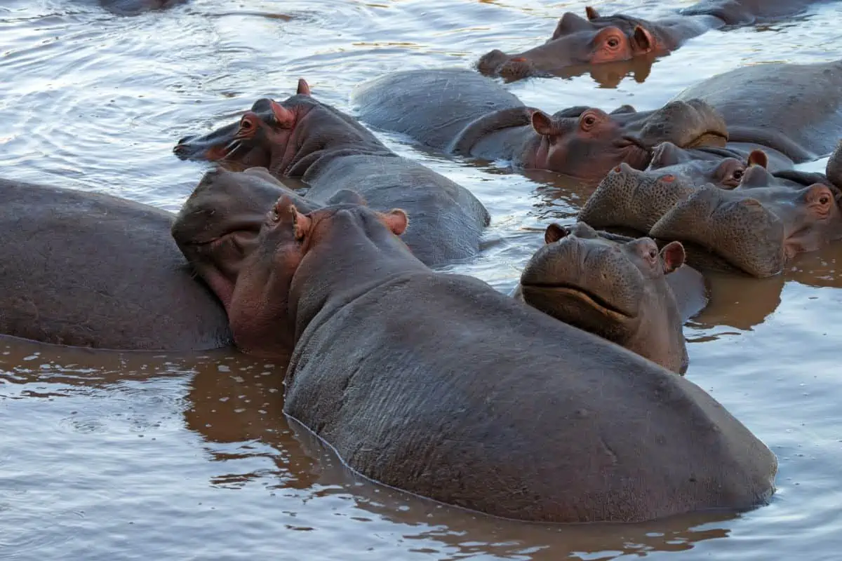 12 Incredible Facts About Hippos