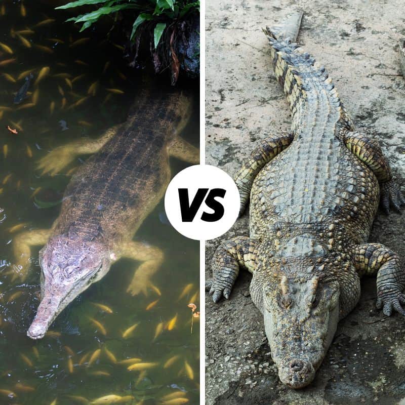 Gharial Vs. Crocodile