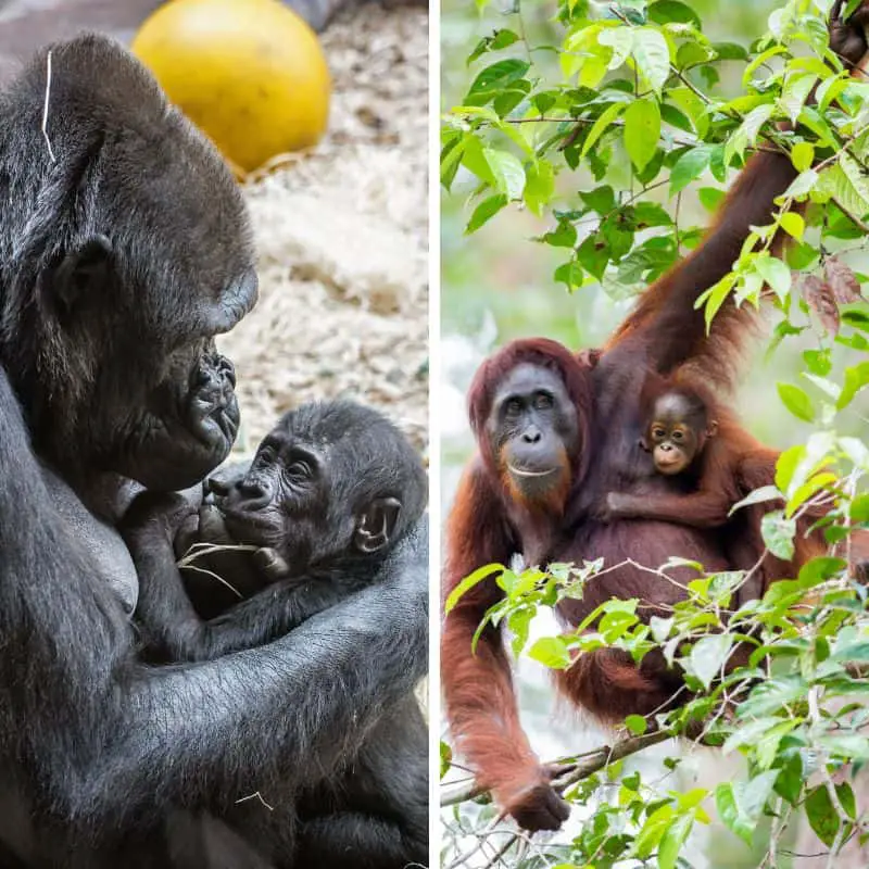 Gorilla Vs Orangutan