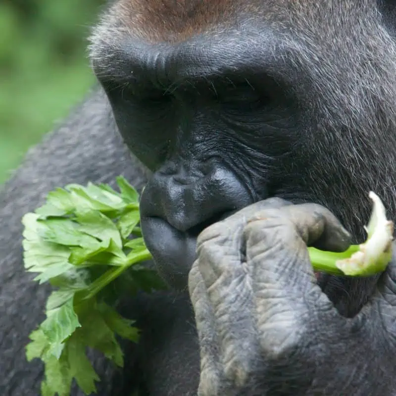 Gorilla eating plant