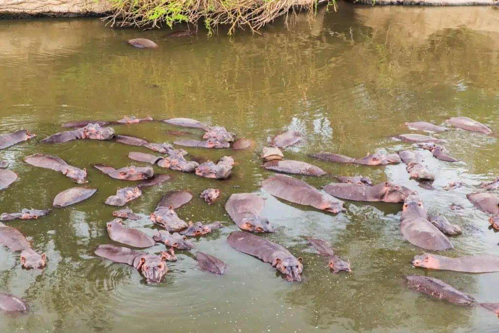 Herd of hippos swimming in river