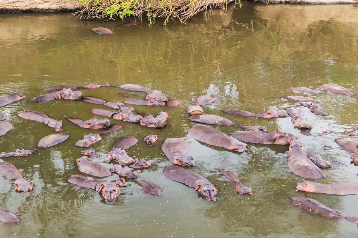 What Is a Group of Hippos Called?