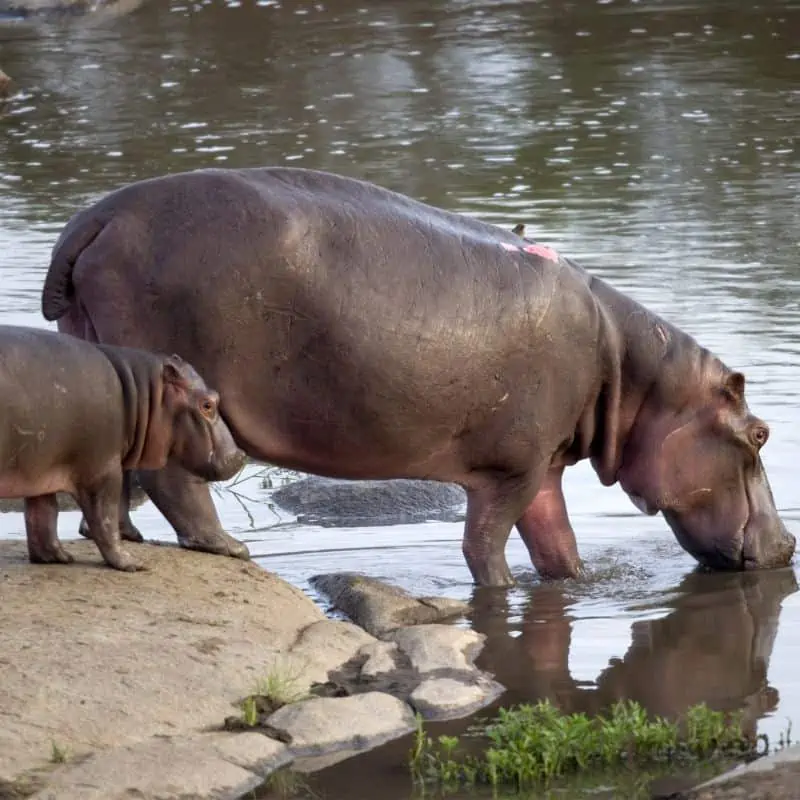 Hippo and her cub drinking water