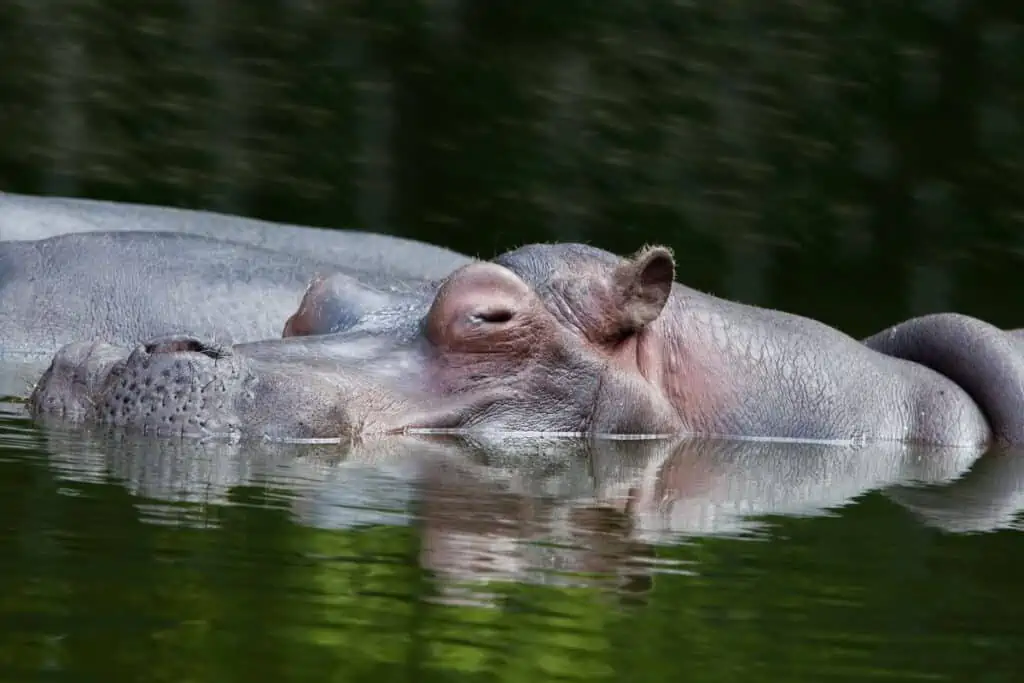 Hippo head in the water close up
