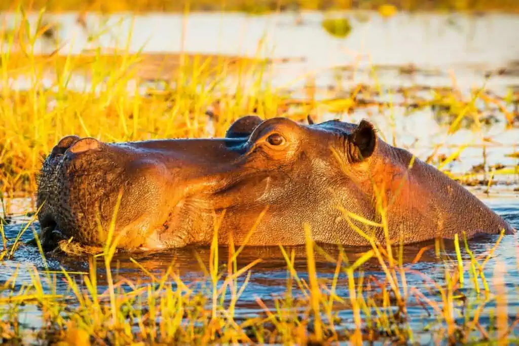 Hippo in the Chobe river