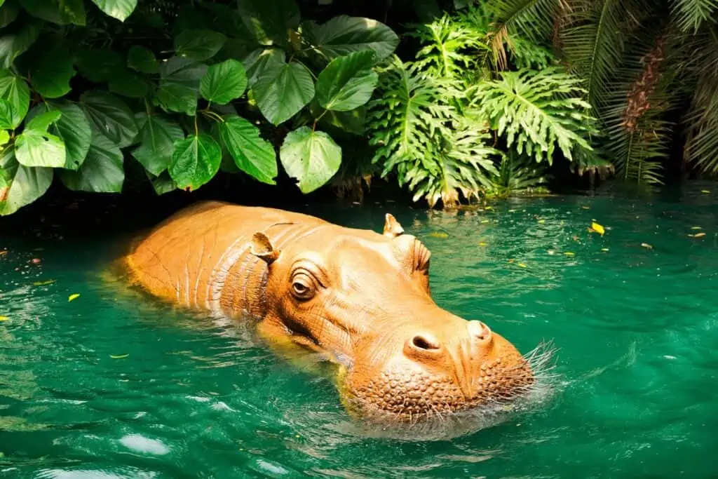 Hippo submerged in jungle pond