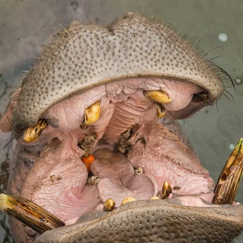 Hippo tusks in open mouth