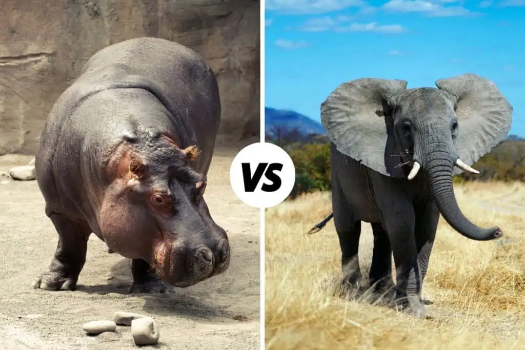 Hippo vs Elephant