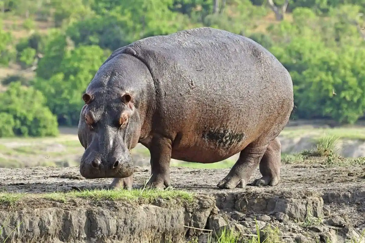 Are Hippos Endangered?