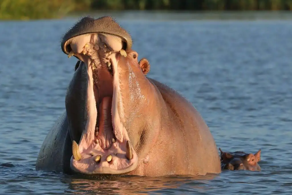 Hippo with mouth wide open in Lake Tana, Ethiopia