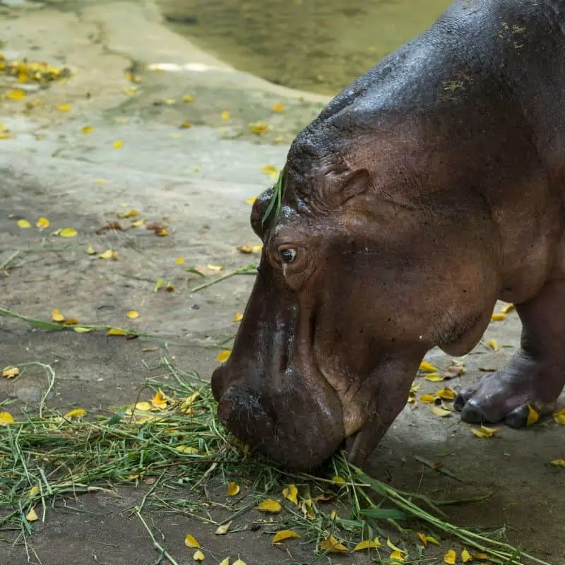 Hippopotamus eating