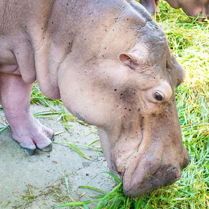 Hippopotamus eating grass