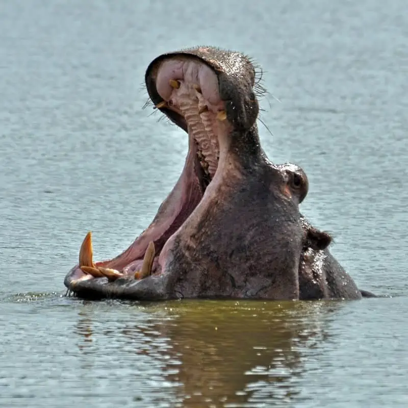 Hippopotamus in the water with its mouth wide open