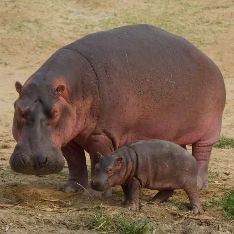 Hippopotamus mom and calf