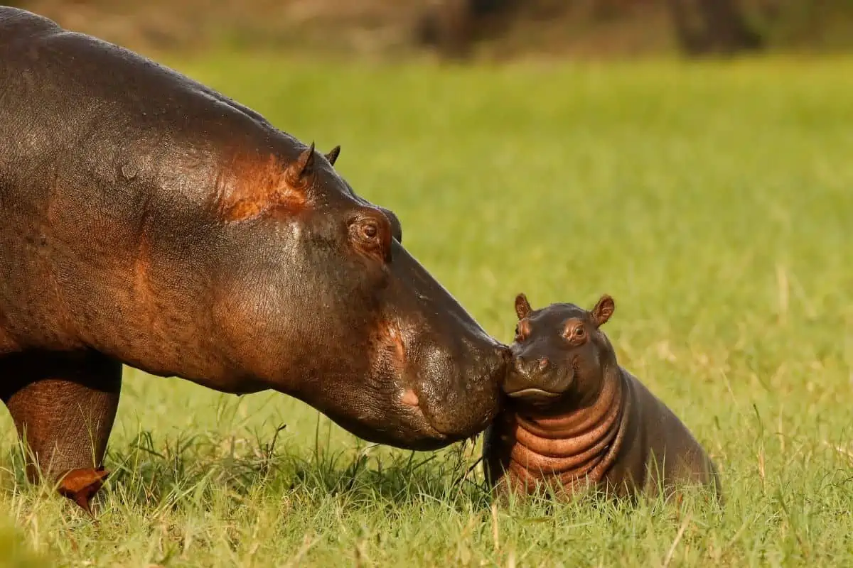 Hippo Milk – Is It Really Pink?