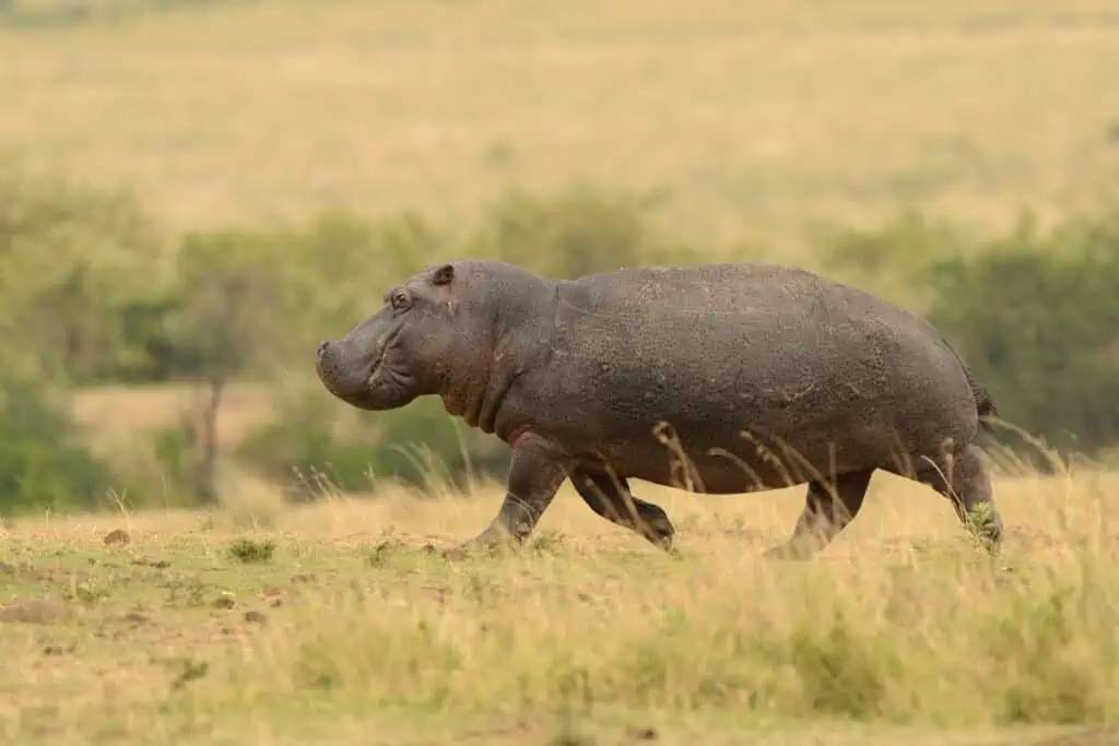 Hippopotamus running in the Savannah
