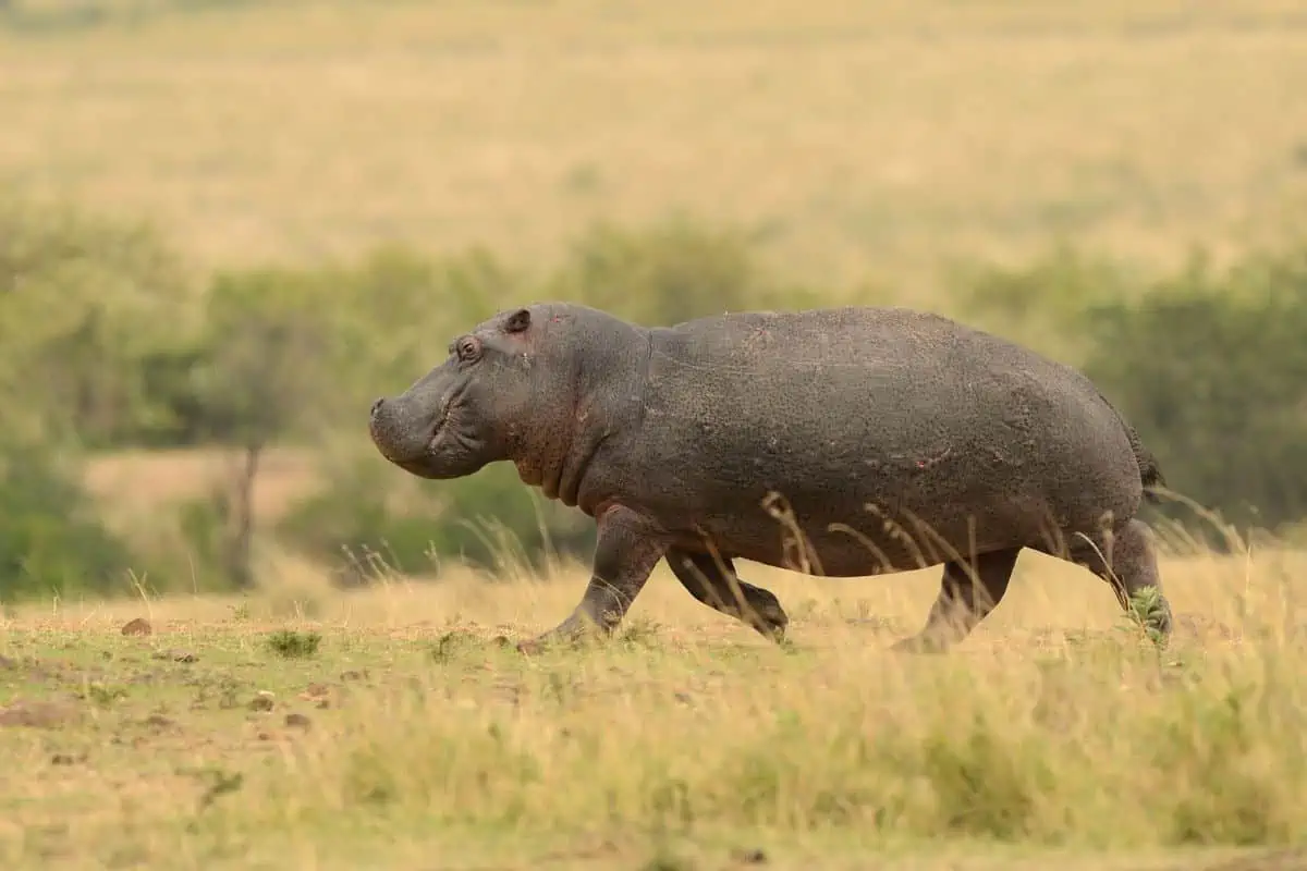 How Fast Can a Hippo Run?