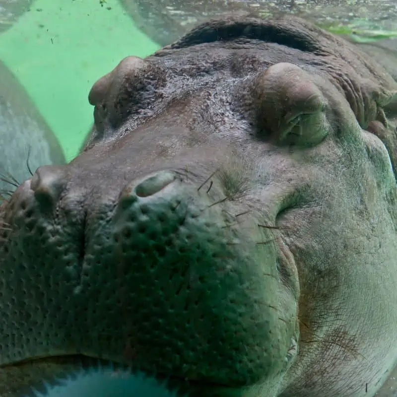 Hippopotamus sleeping underwater
