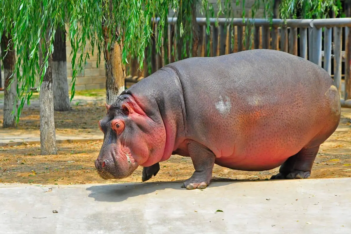 How Long Do Hippos Live?