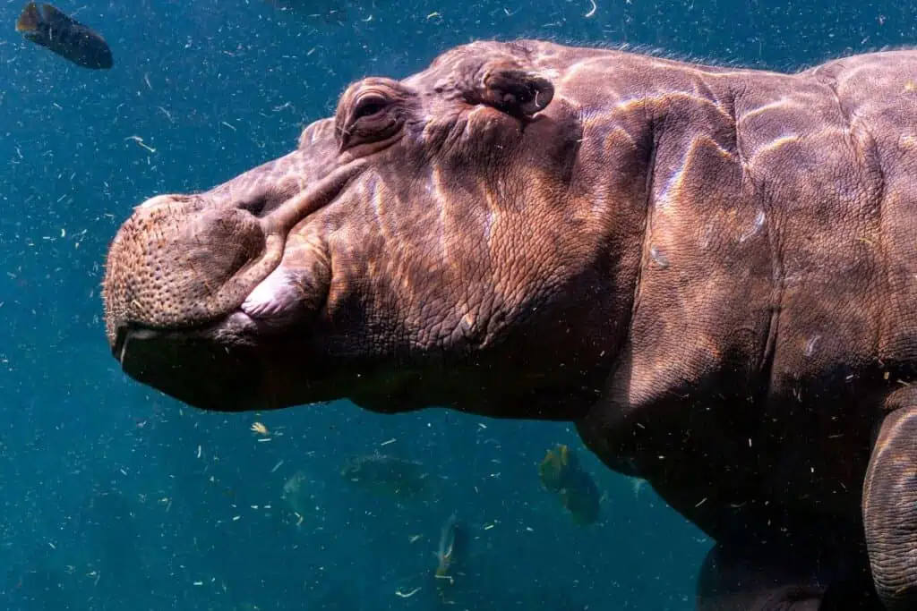 Hippopotamus swimming underwater close up