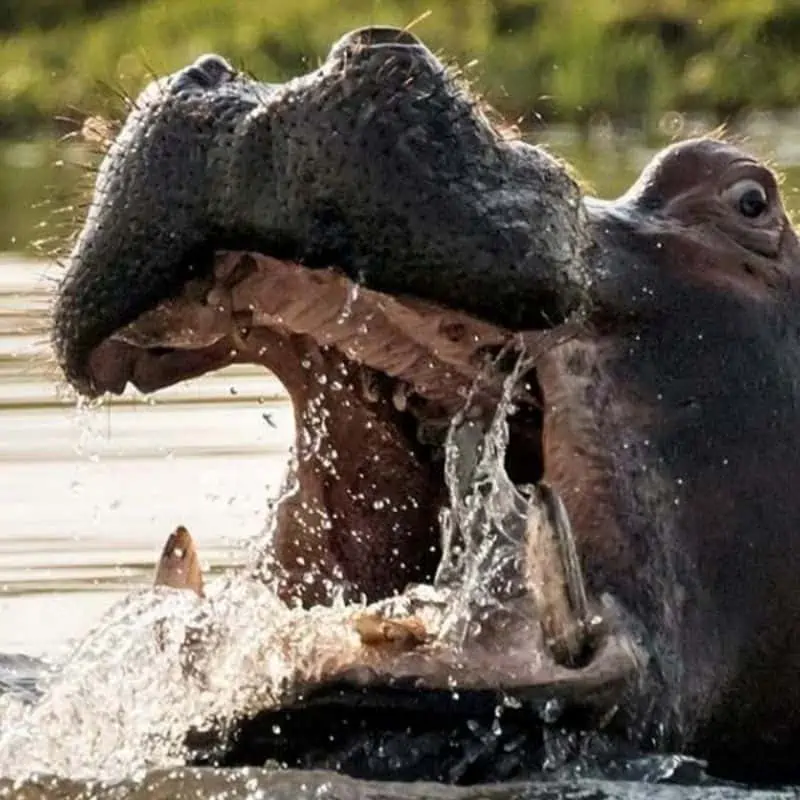 Hippopotamus with open mouth in water close up