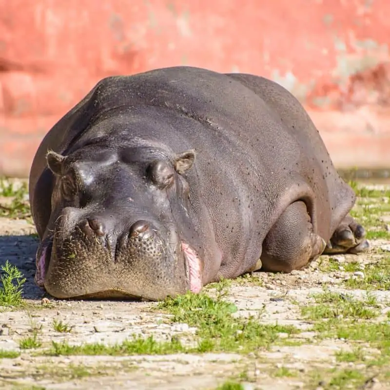 Large hippopotamus laying in the sun