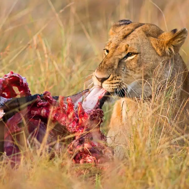 Lion feeding on a bloody carcass
