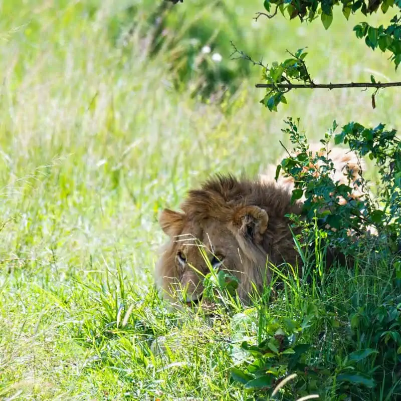 Lion hiding in the grass