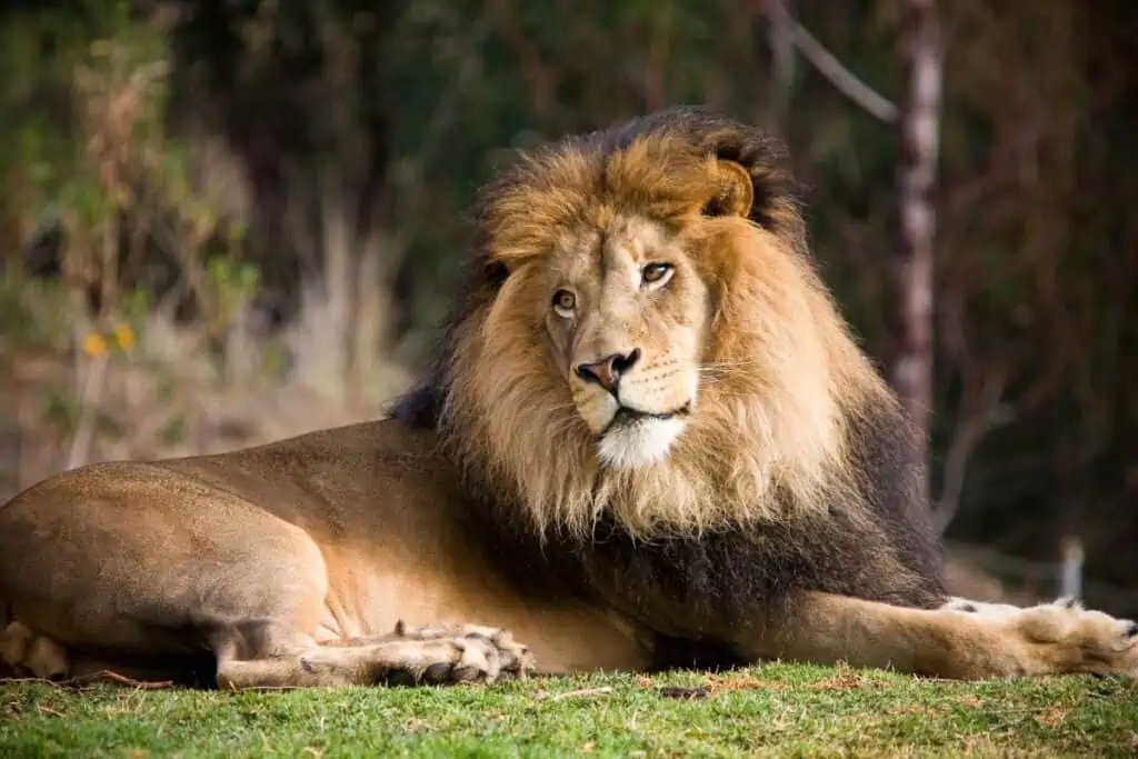 Lion laying on the grass