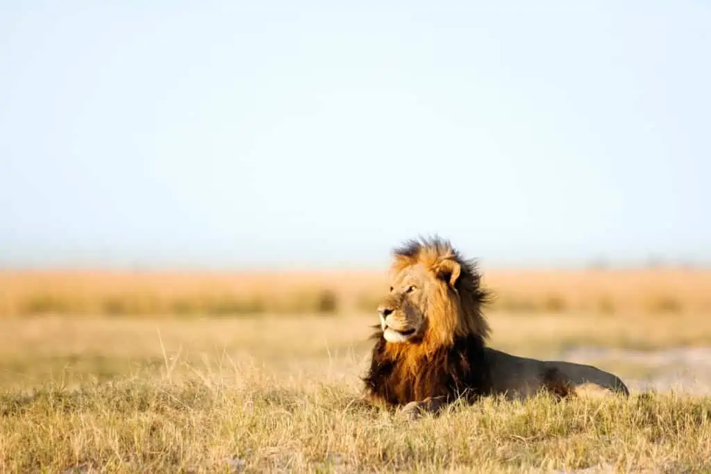 Male lion sitting in the grasslands