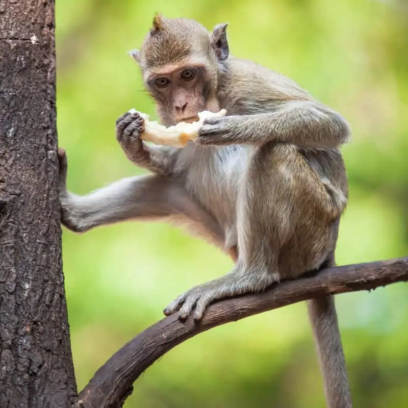 Monkey in tree eating a banana