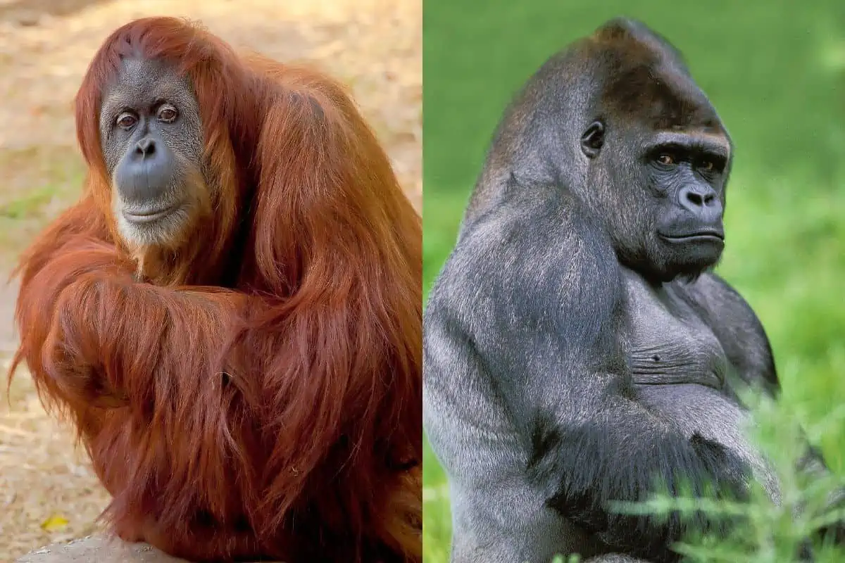 Orangutan vs Gorilla: What’s The Difference?
