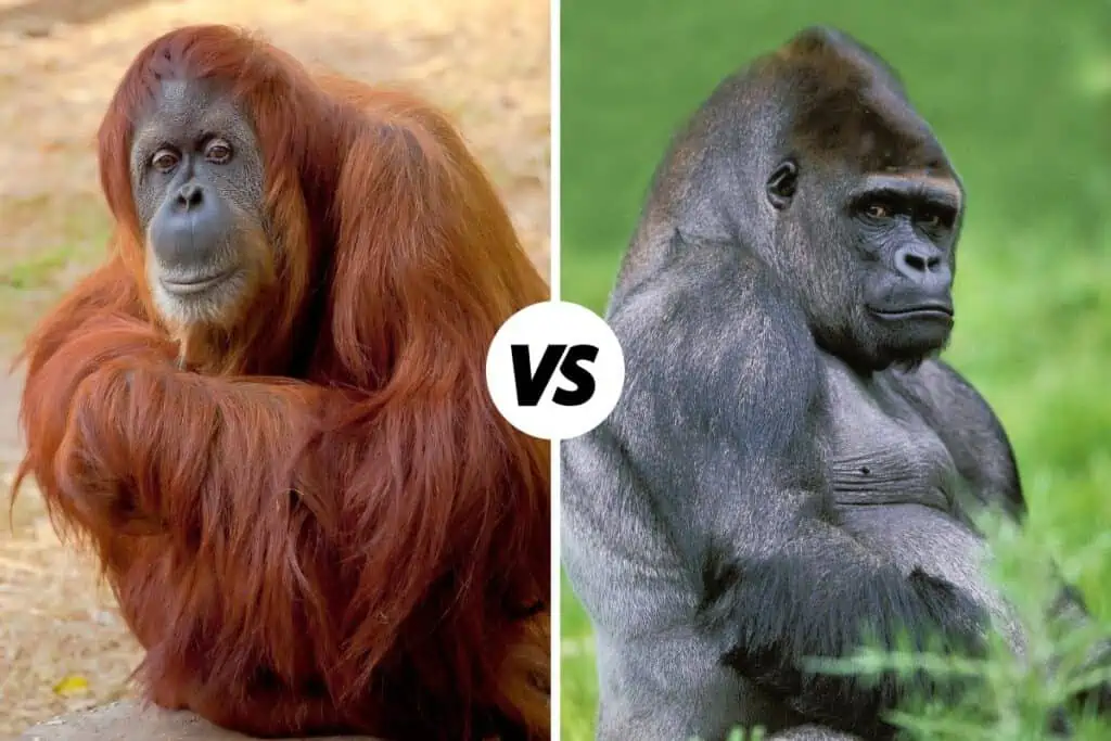 Orangutan Vs Gorilla