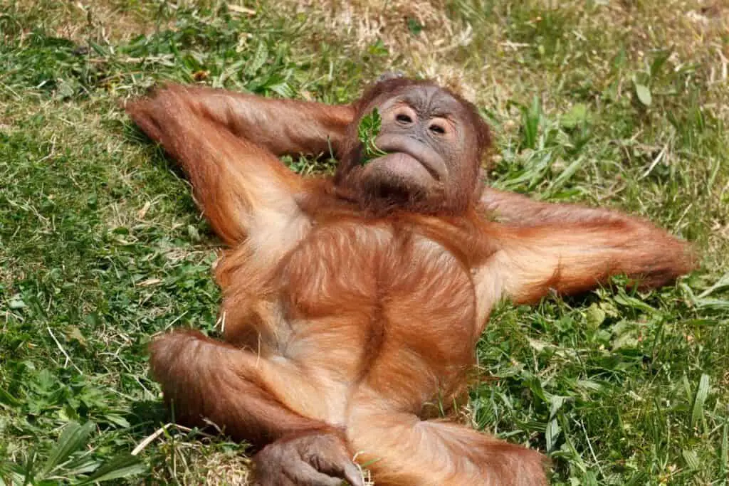 Orangutan baby relaxing on the grass