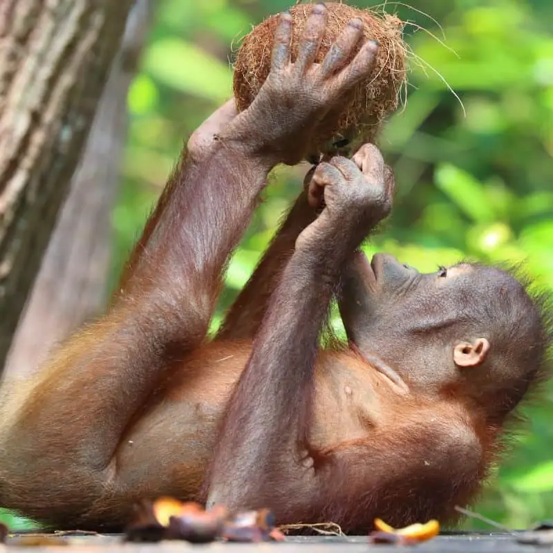 Orangutan in wildlife rehabilitation centre in Malaysia