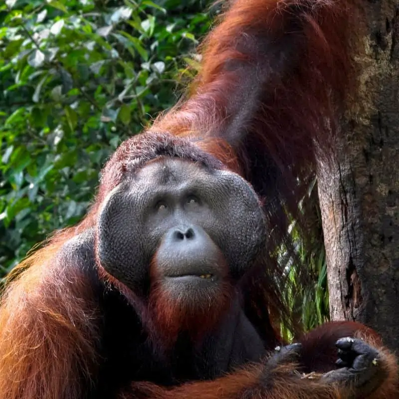 Orangutan male with flange