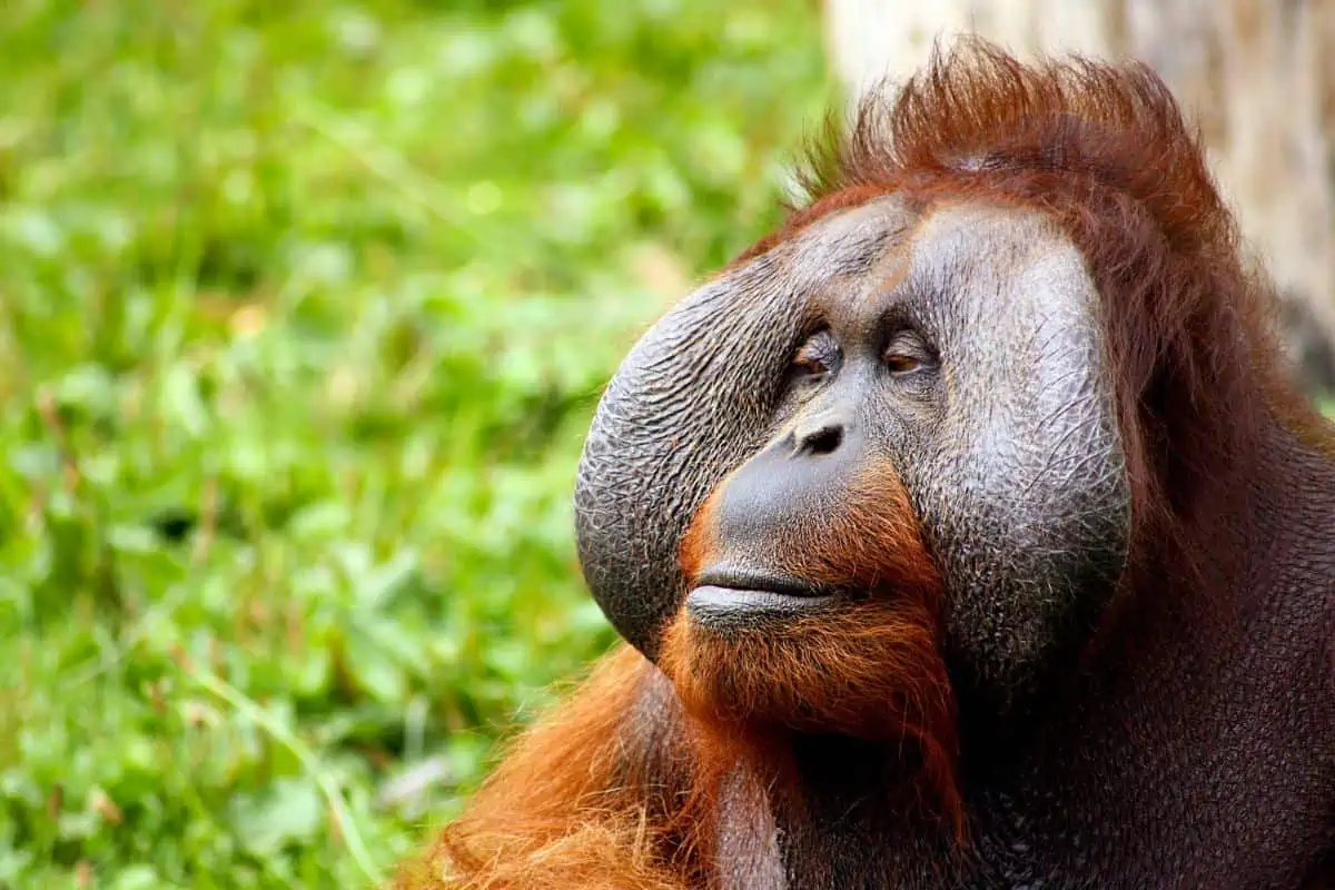 Orangutan male with flange