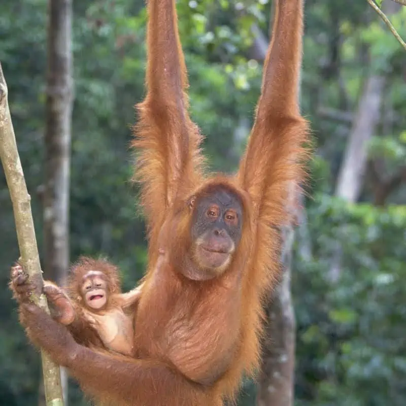Orangutan mom with baby hanging in tree
