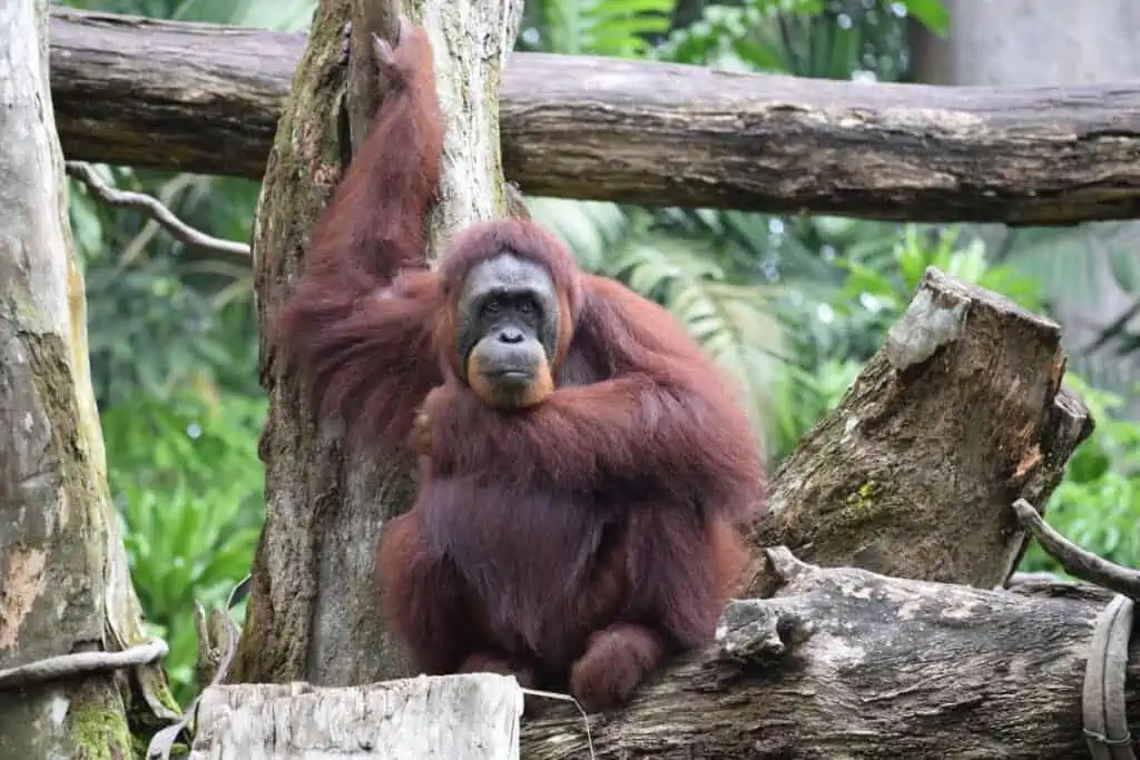 Orangutan sitting in a tree