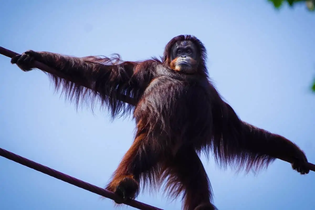 Orangutan standing on ropes in the air