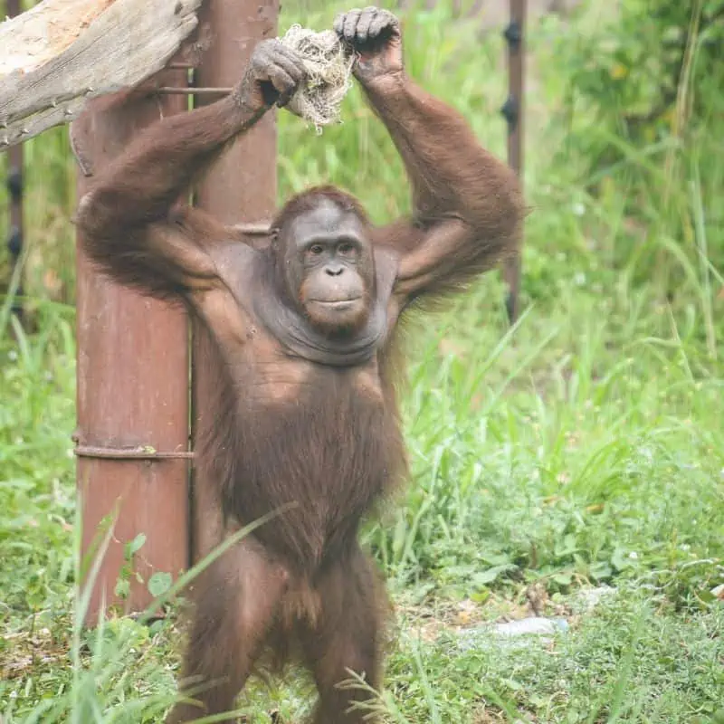 Orangutan standing with his arms in the air