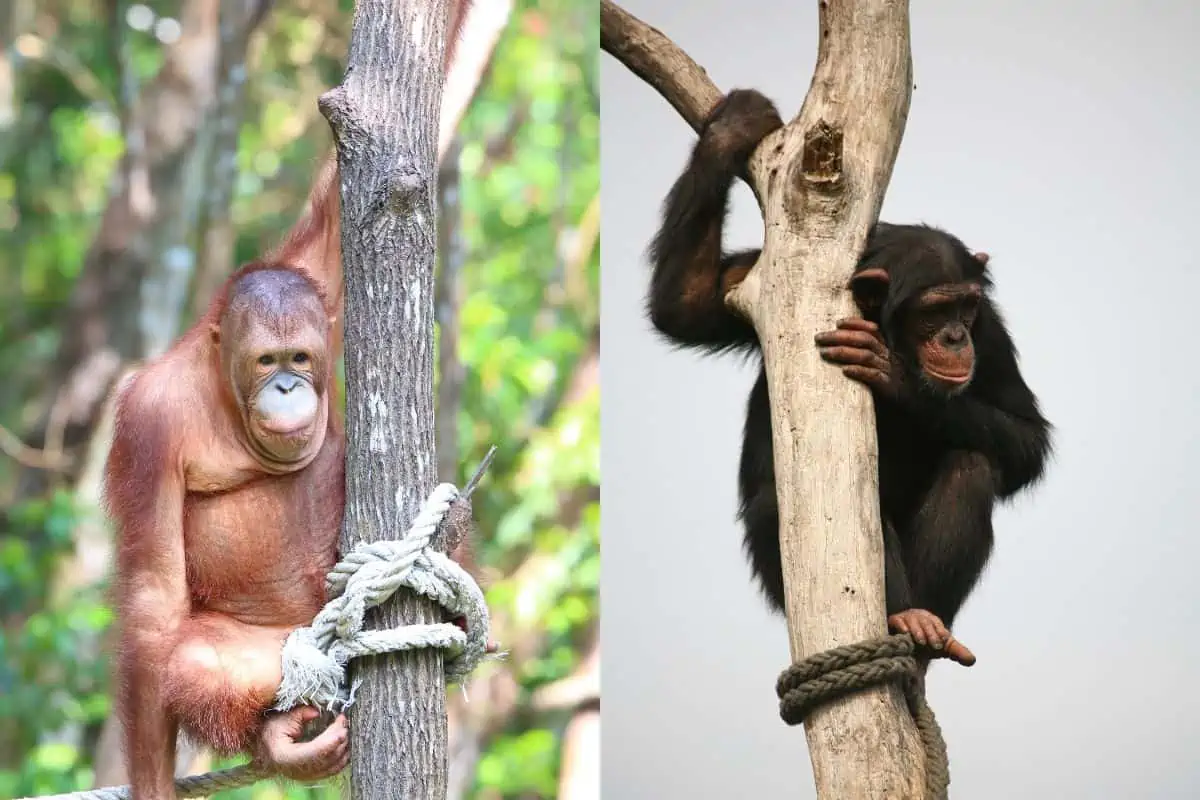 Orangutan vs Chimpanzee